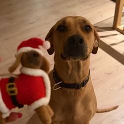 Profile image of Heismann