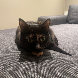 Profile image of Mai