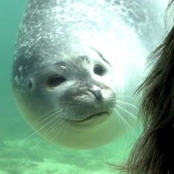 Profile image of Renog