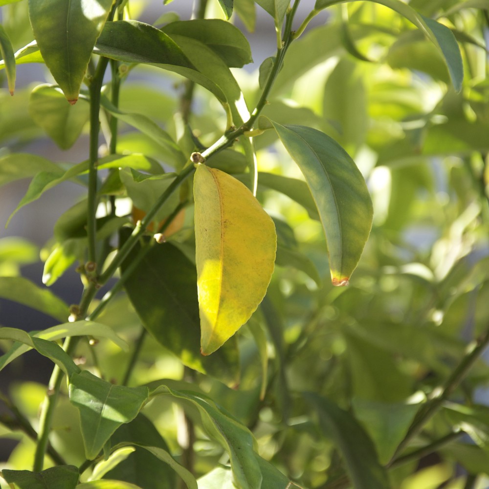 Profile image of A A