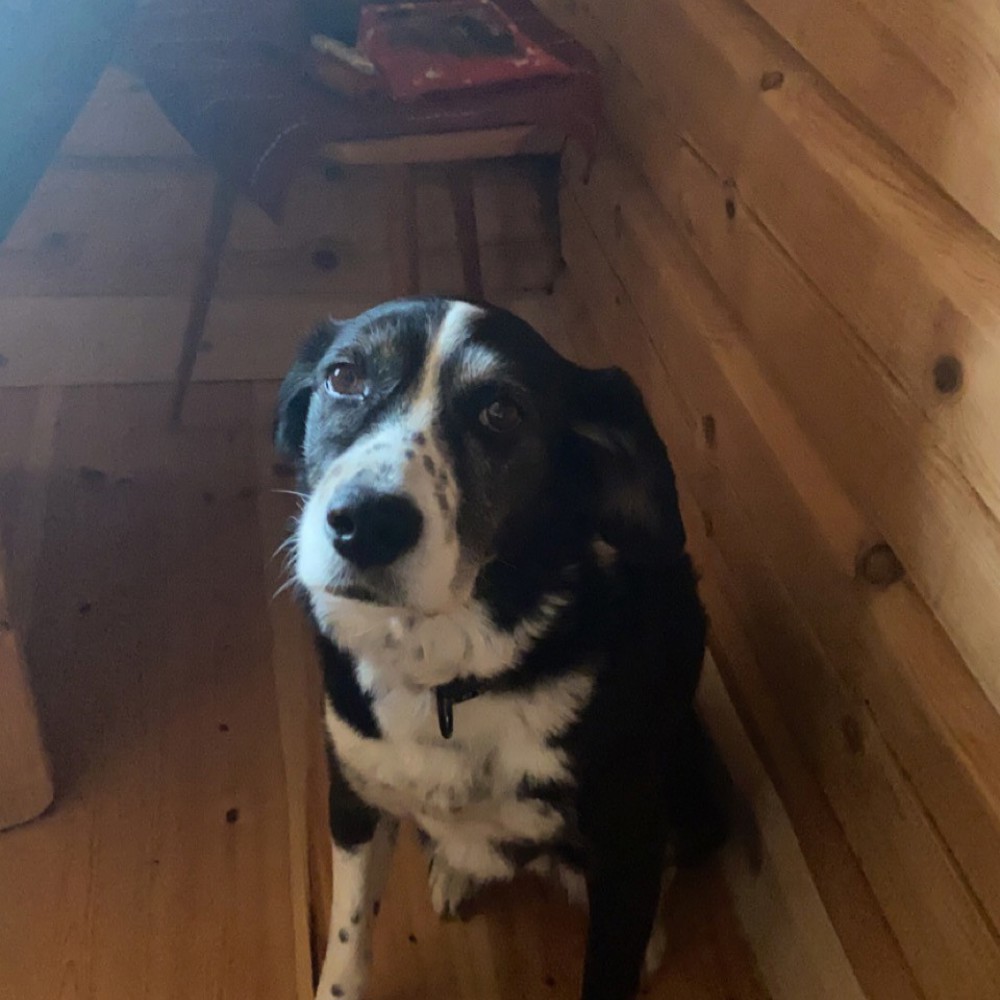 Profile image of Lykke Hjemme